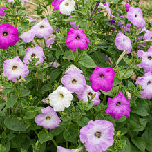 Petunia 'Old Fashioned Climbing' Organic