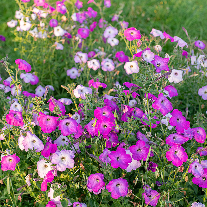 Petunia 'Old Fashioned Climbing' Organic