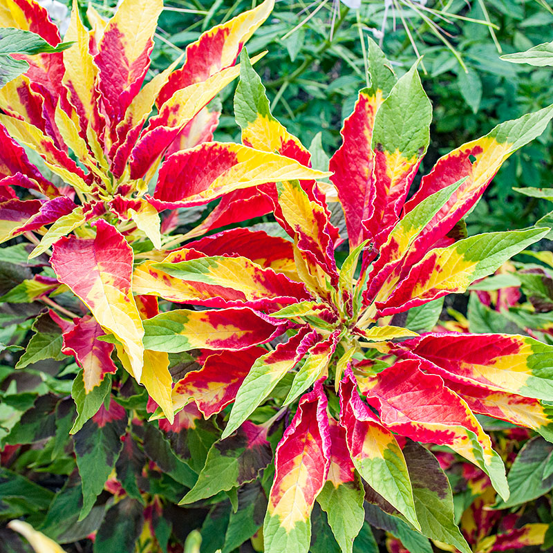 joseph's coat succulent Amaranth 'Joseph's Coat' seeds