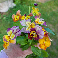 
    



Viola 'Brush Strokes'
