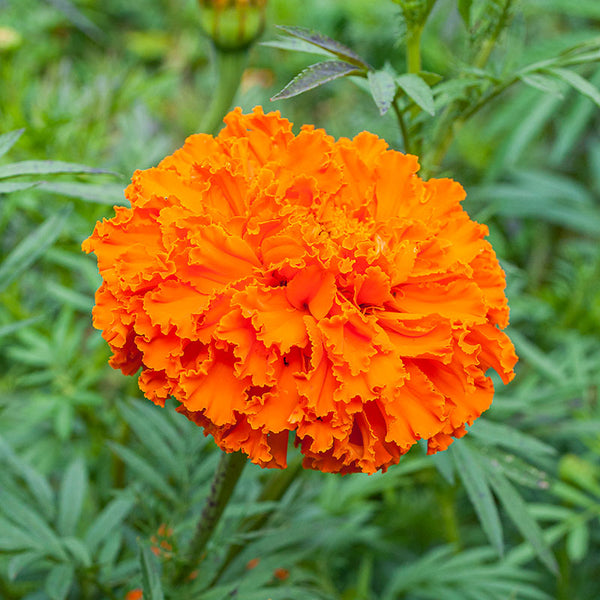 english marigold seeds African Marigold 'Kee's Orange' seeds