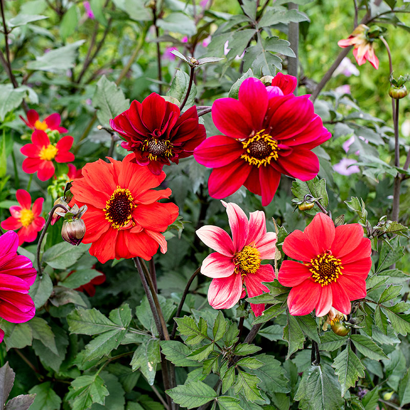 
  



Dahlia 'Bishop's Children Mix'
