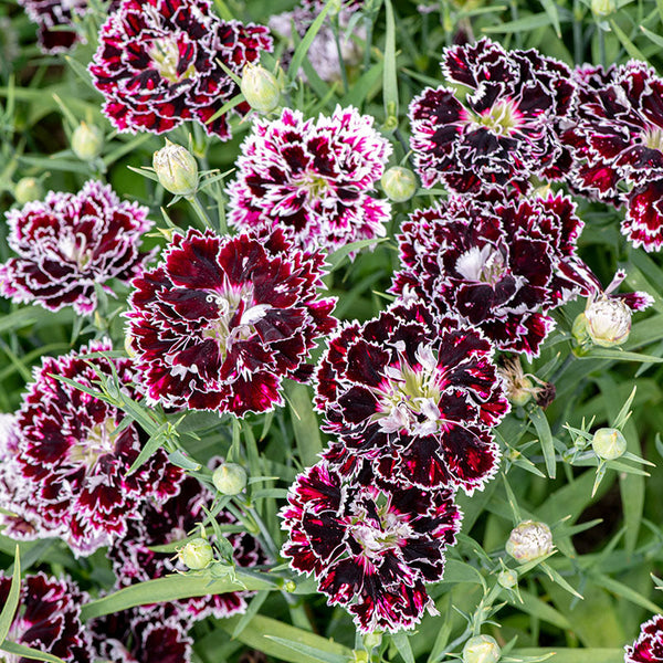 China Pink 'Black Velvet and Lace' seeds - Dianthus chinensis