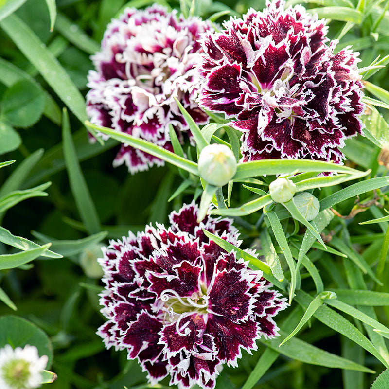 China Pink 'Black Velvet and Lace' seeds - Dianthus chinensis heddewigii