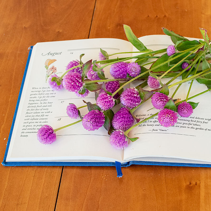 Globe Amaranth 'QIS® Pink'